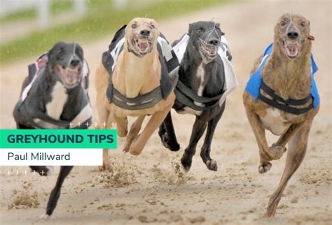 greyhound odds checker|Iba pa.